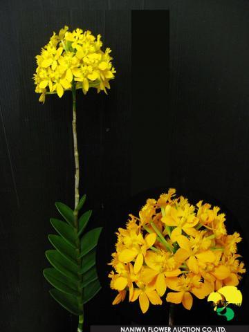 Epidendrum Tidori.jpg